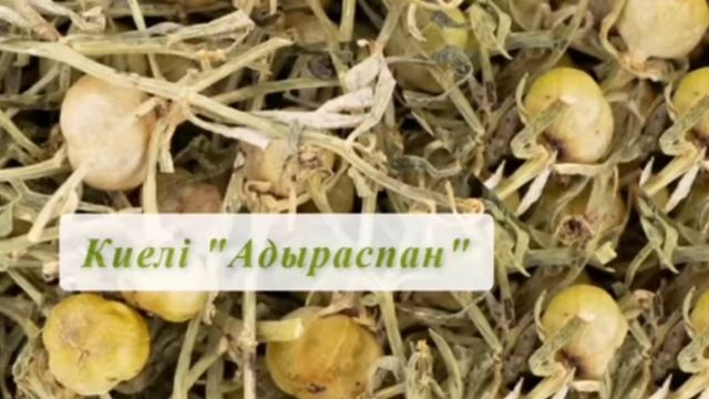 Адыраспанның сіз білмеген емдік пайдасы. Адыраспан құпиясы.