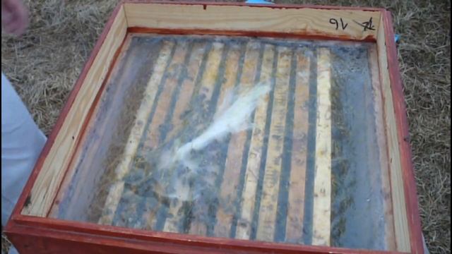 Расширение пчелиных семей. Контроль кормов перед похолоданием. смотреть онлайн