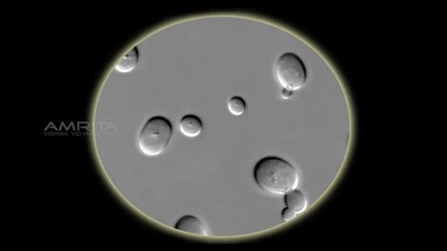 Budding In Yeast