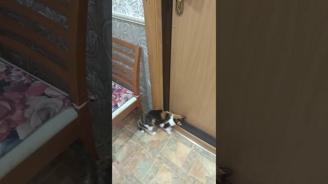 Кошка открывает дверь смотреть онлайн