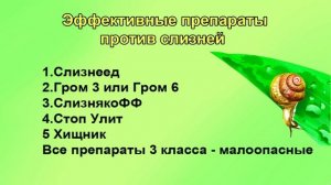 Безопасные способы от слизней. По взрослому.