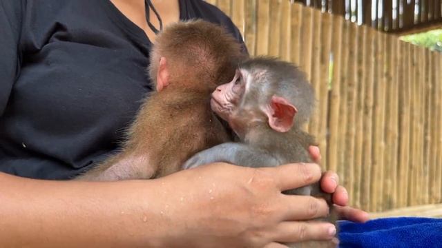 On The Second Day Of Their New Home, Baby Monkeys Momo And Nana Were Given A Cool Bath And Food