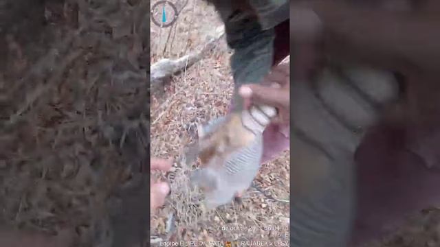 resumo com soltura equipe FILIPE DA GATA e aza Branca obrg Deus por mais uma caçada abençoada 🐕🦺🔦🚶 смотреть онлайн