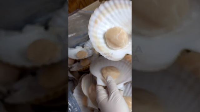 🐚Приморский гребешок – прекрасный источник витаминов и минералов. 🐚 #еда смотреть онлайн