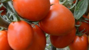 Как собрать семена гибридных томатов