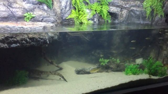 Pet Freshwater Crocodile Setup смотреть онлайн