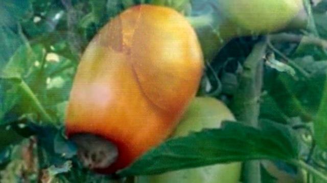 Болезни томатов. Вершинная гниль смотреть онлайн