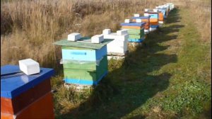 Куда пропала пасека Ишутиных???