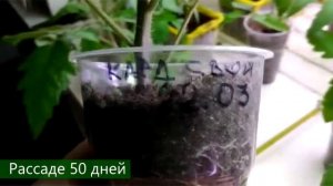 Высаживание рассады томатов к чудо ямам