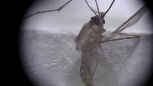 Mosquito смотреть онлайн