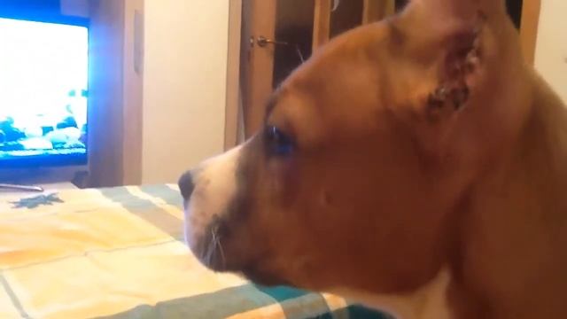 Amstaff после апирации смотреть онлайн