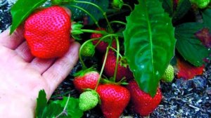 Клубника. Обязательные подкормки при цветении и плодоношении.