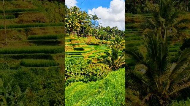 хапнем адреналину #путешествия #бали