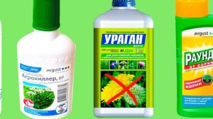 Осенняя борьба с березкой(вьюнком) По-взрослому.