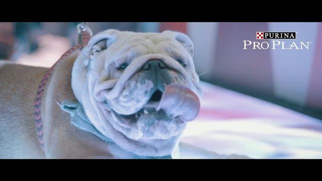 Stand Purina Pro Plan смотреть онлайн