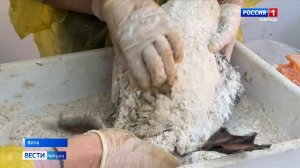 Ялте пострадавших от мазута птиц отмывают маслом и крахмалом