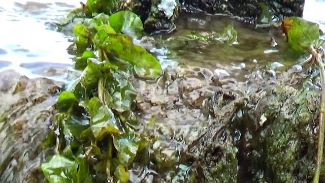 Ручьи звеня входят в водопад смотреть онлайн