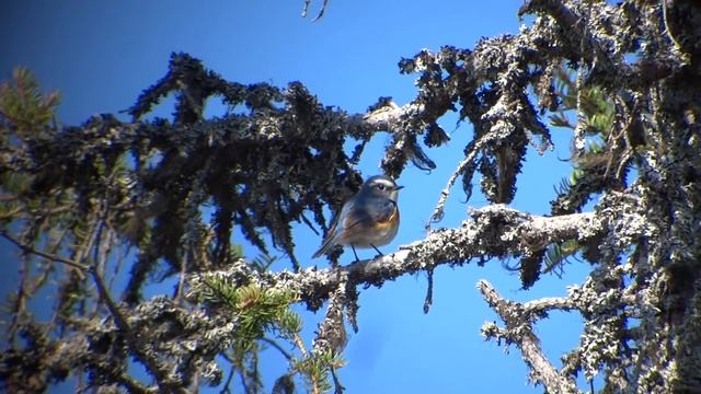 Modraczek (Tarsiger cyanurus) смотреть онлайн
