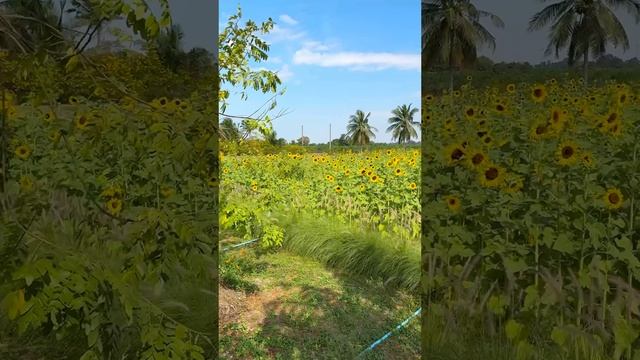🎄☕️ Желаем, чтобы у каждого, первое рабочее утро Нового года, начиналось красиво🌴💫😃 Remind Cafe