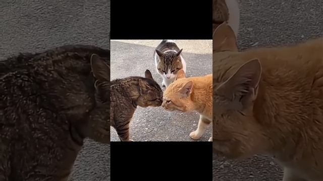 Хор имени Васинского смотреть онлайн