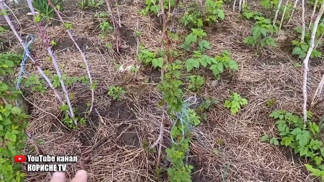 Малина засипле вас ягодами з ніг до голови, якщо навесні насипати це під кущі малини смотреть онлайн
