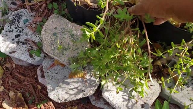 An Amazing DIY Garden Idea For Vertical Growing. смотреть онлайн