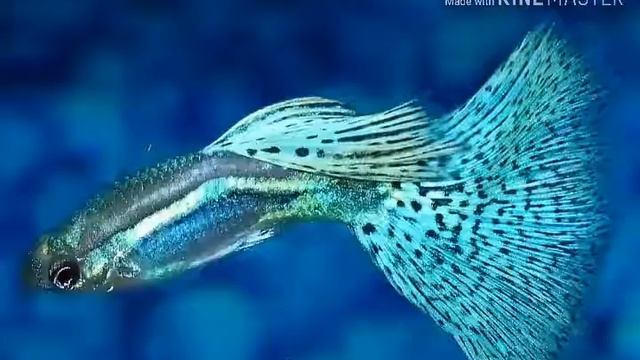 Лучшие лабиринтовые рыбки смотреть онлайн