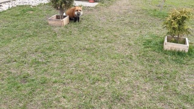 ЛисЯша с лучшим другом смотреть онлайн