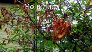 Осенняя   обработка сада от болезней и вредителей