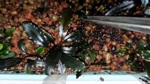 Буцефаландры в теплице Борнео 17 01 21