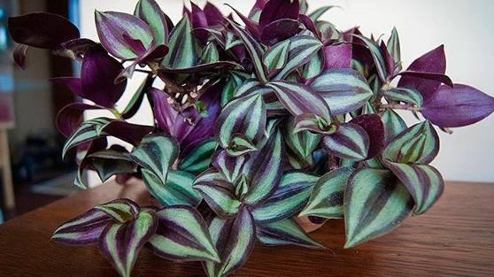 Традесканция комнатная: уход в домашних условиях смотреть онлайн