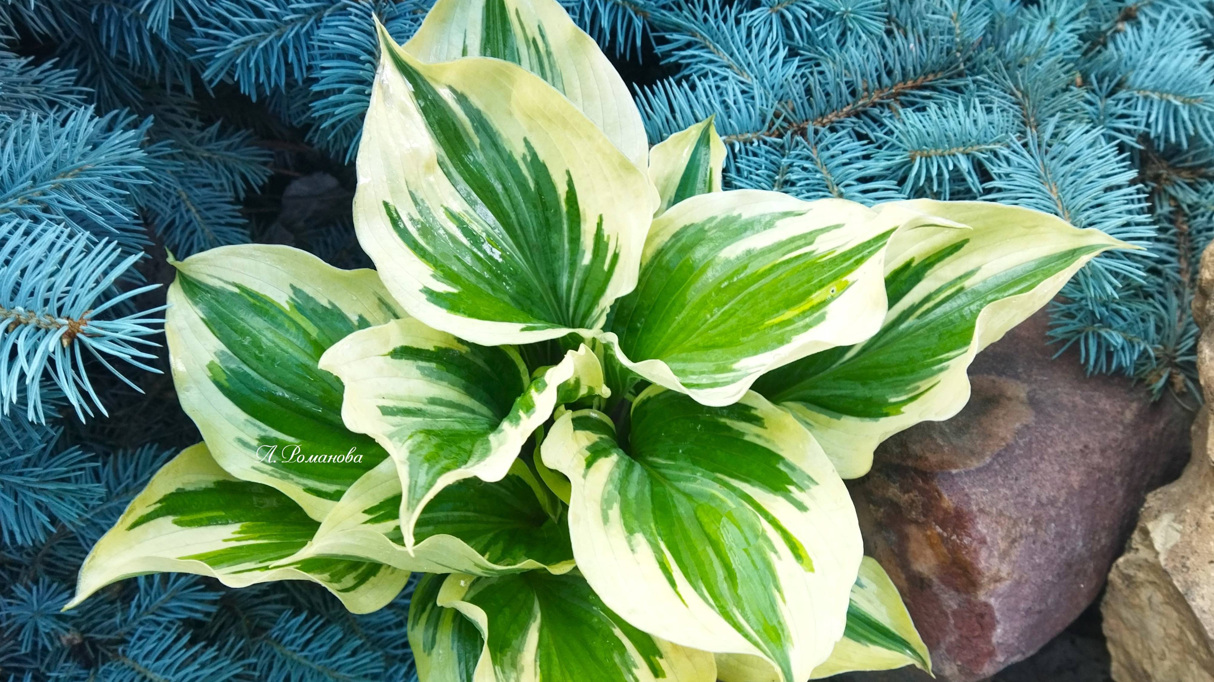 хоста Пейсли бордер 21.6.24