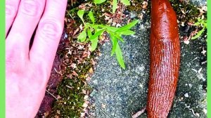 Борьба со слизнями по-взрослому.