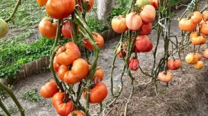 Сортовой томат "Томаты из Трамонте"