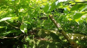 Нычка на дереве. Страйкбол в Сочи. Снайпер.