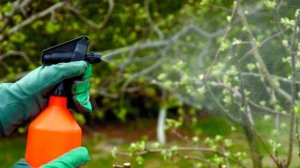 Чем опрыскать сад весной? Спасаем сад от болезней и вредителей.