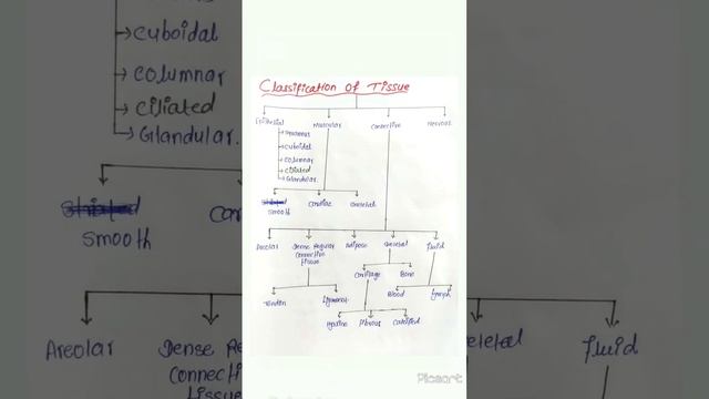 Classification Of Tissue #pharmacy #bpharmasyllabus #tissue #exam #motivation