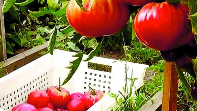 Томаты, перцы, огурцы. Новые сорта. Тест. смотреть онлайн