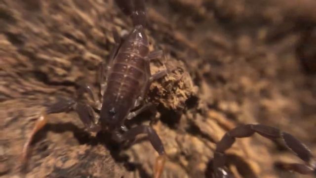 Centruroides gracilis cannibalism смотреть онлайн