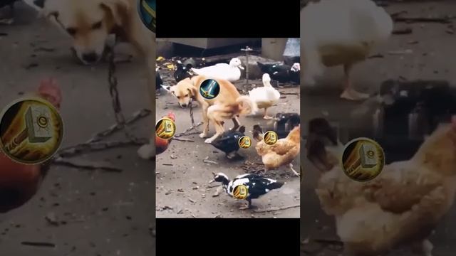 ВАР В КУРЯТНИКЕ ► World of Warcraft смотреть онлайн