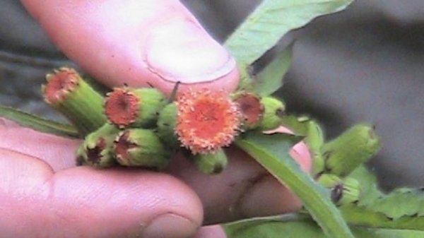 Wild Green World #4 - Amazing Asteraceae!
