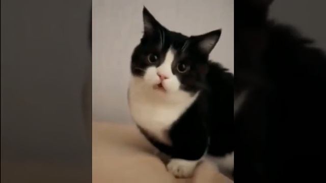 Жрать давай, раб! смотреть онлайн