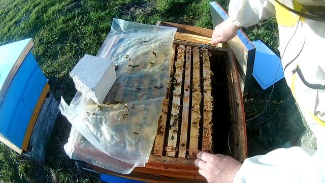 Будет много мёда. Результат сокращения пчелосемей. Расширяем вовремя. смотреть онлайн