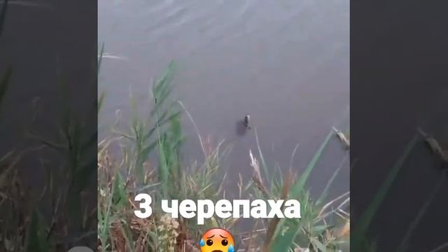 3 ЧЕРЕПАХИ......... смотреть онлайн