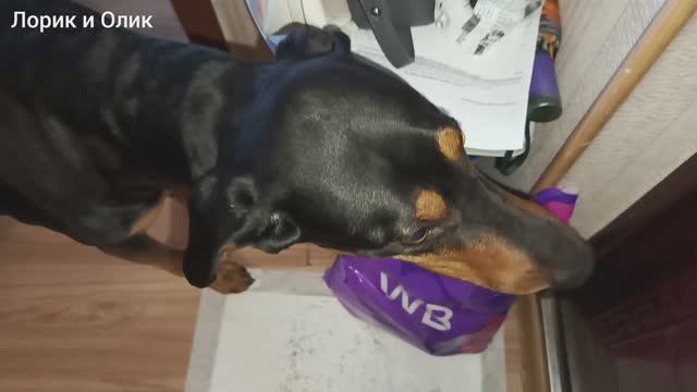 Принесла с WB вкусняшки. (4 говяжьи ноги). Лорик не хотел отдавать. смотреть онлайн