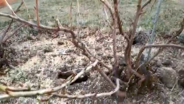 Щелевая подкормка смородины,роз, крыжовника. смотреть онлайн