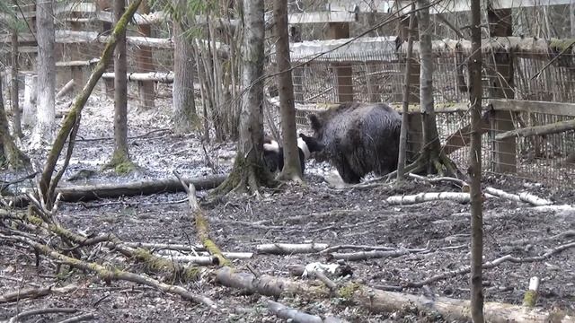 Копия видео Лайки   Притравка на кабана   Пуля