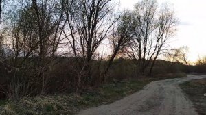 Песня зарянки (малиновки) и пеночки-теньковки на закате (19 апреля 2020)