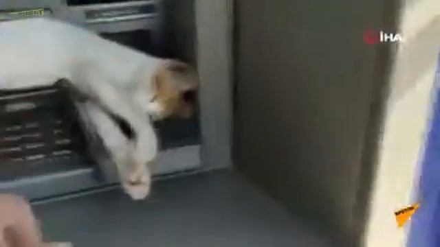 Кот - охранник банкомата смотреть онлайн