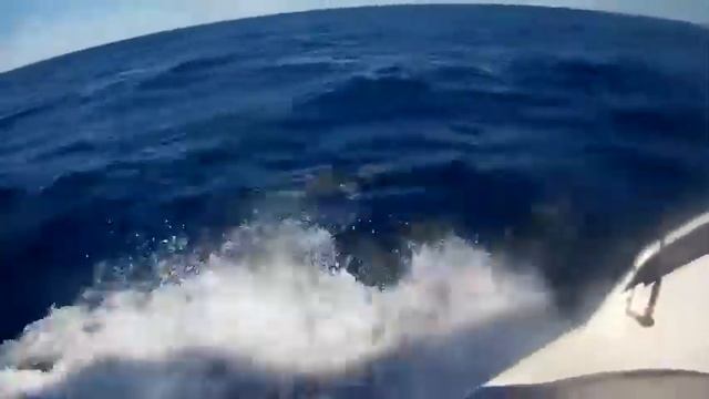 SA Deep Sea Fishing 'underwater footage' смотреть онлайн